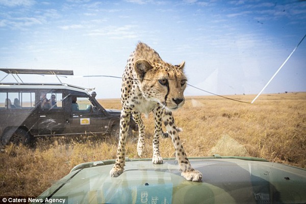 Cheetah on hood of car