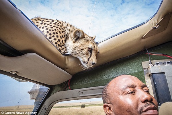 Curious Cheetah Peeks Through Sunroof