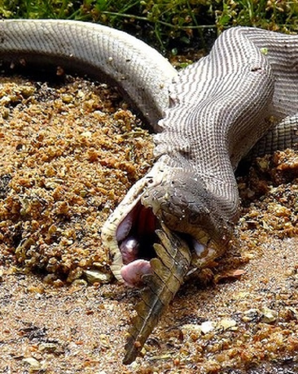 Python Eats Croc 10