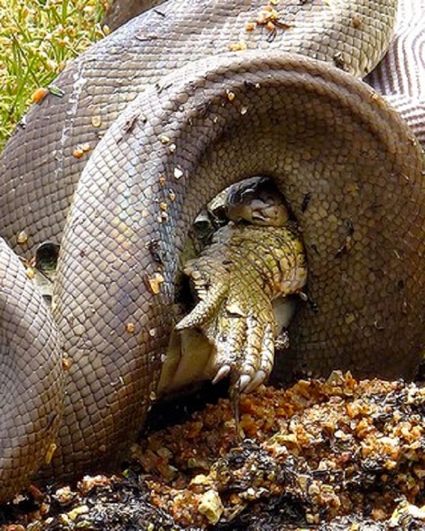 Python Eats Croc 3
