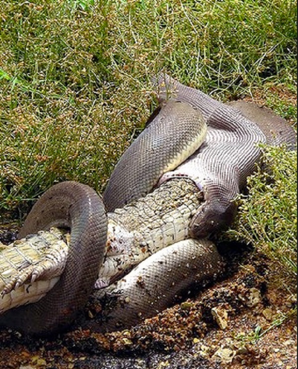 Python Eats Croc 6