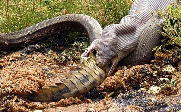 Python Eats Croc 9