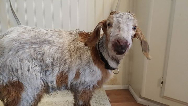 baby goat injured reddit