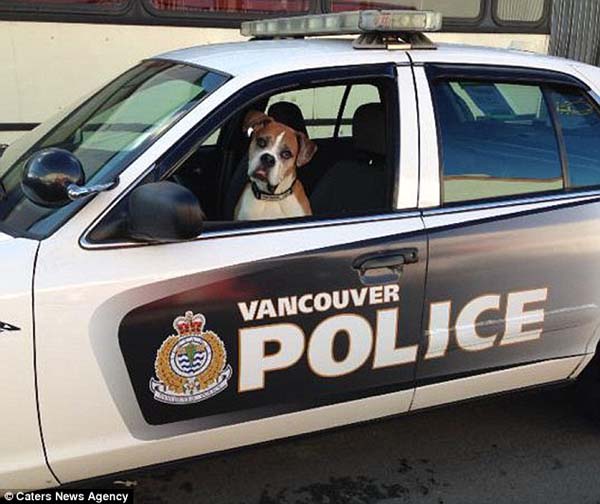 cute dog in police car