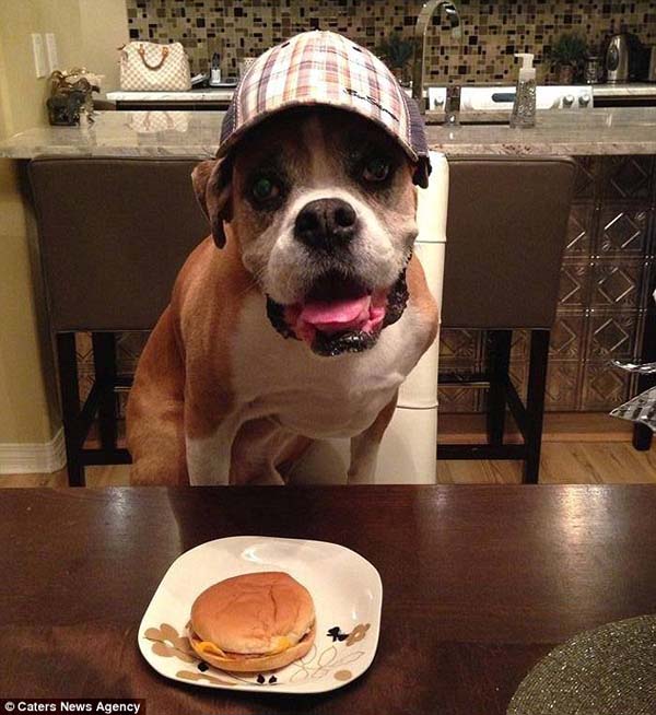 cute boxer dog with burger
