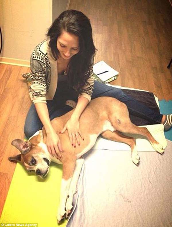 cute dog boxer massage
