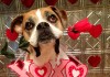 Romeo dog valentine