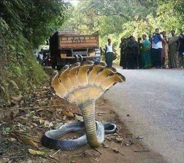7 Headed Snake