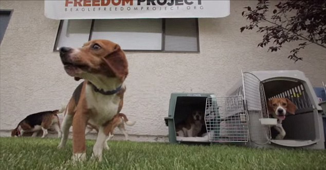 Beagle Puppies Freed From Lab - Video Grabs