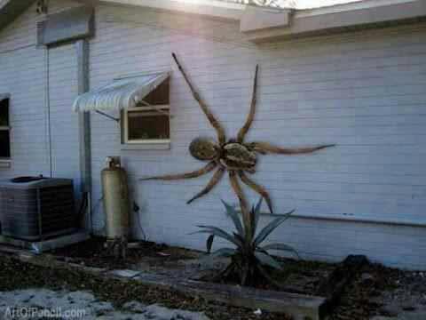 Giant Spider on House