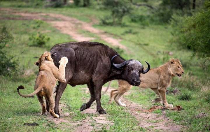 Lion Flipped By Buffalo