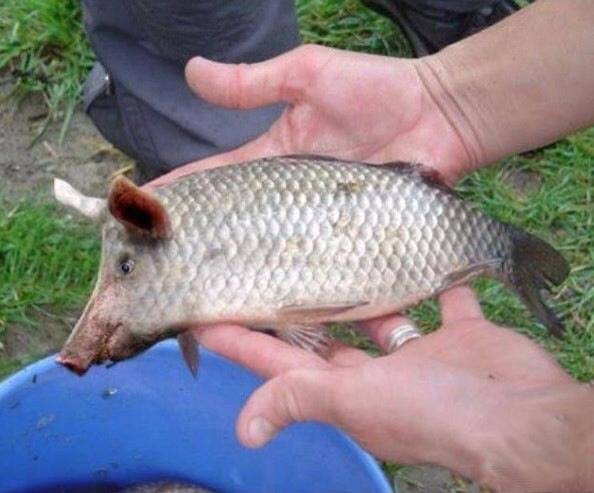 Pig Fish