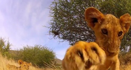 Adorable cubs snapped by the GoPro