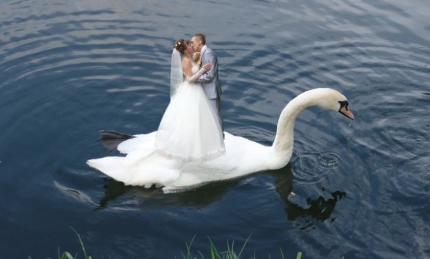 Wedding Swan