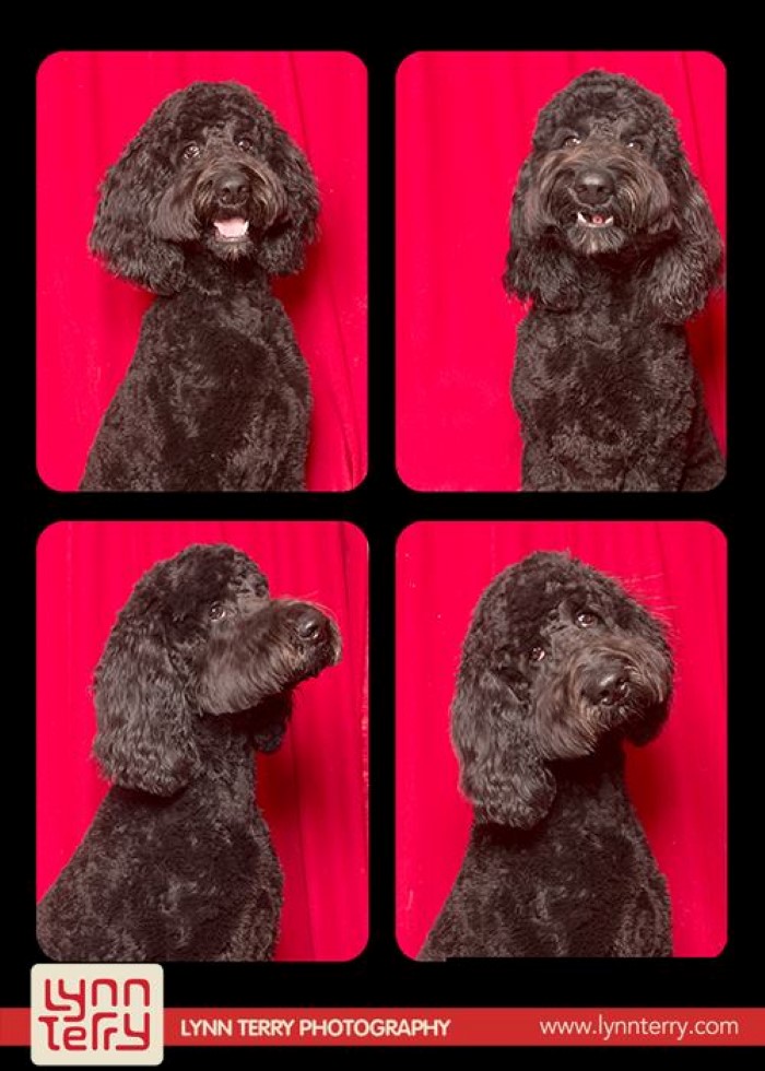 Dogs in Photo Booths (1)