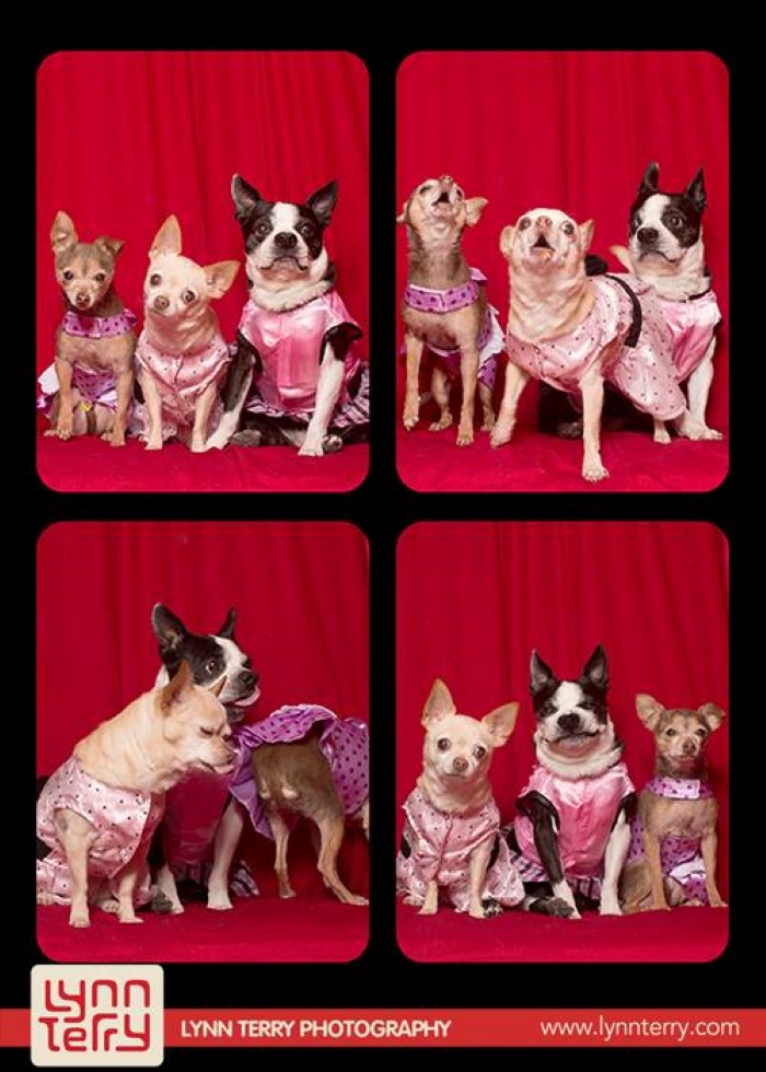 Dogs in Photo Booths (2)