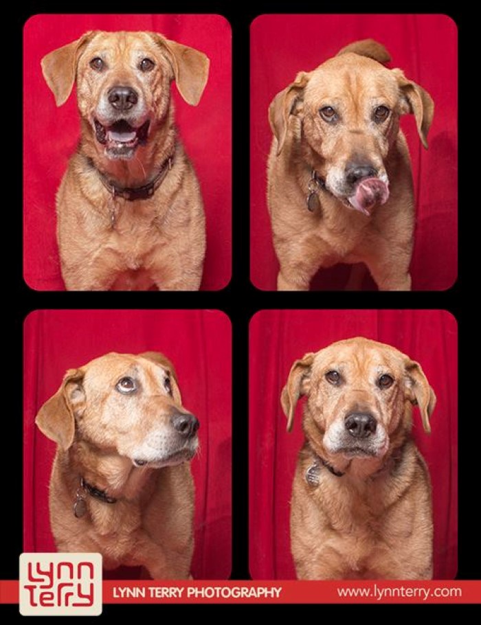 Dogs in Photo Booths (3)