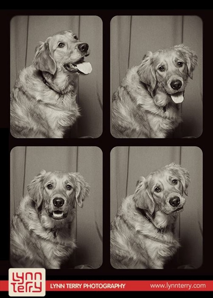 Dogs in Photo Booths (4)