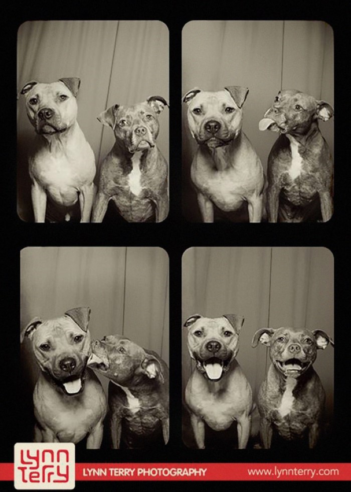 Dogs in Photo Booths (5)