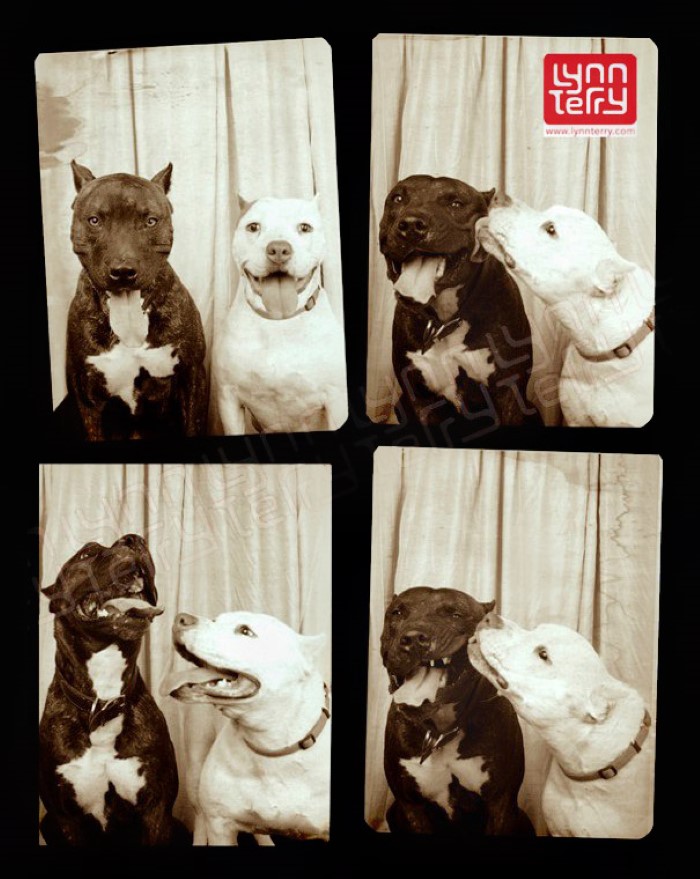 Photo Booth Dogs (2)