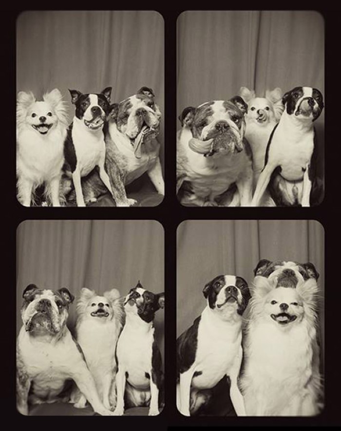 Photo Booth Dogs (3)