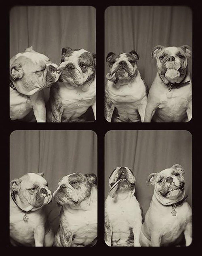Photo Booth Dogs (4)
