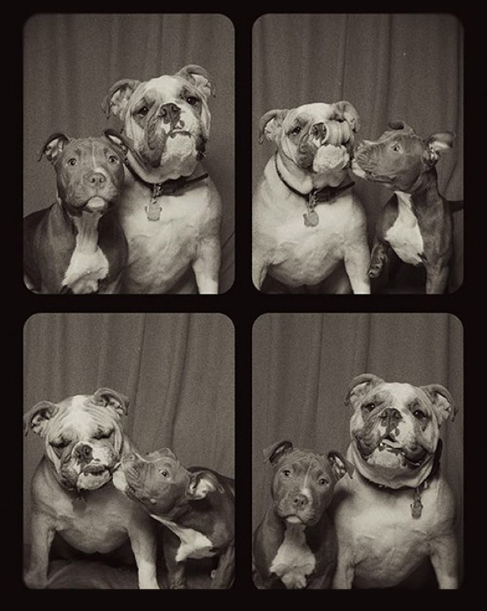 Photo Booth Dogs (6)