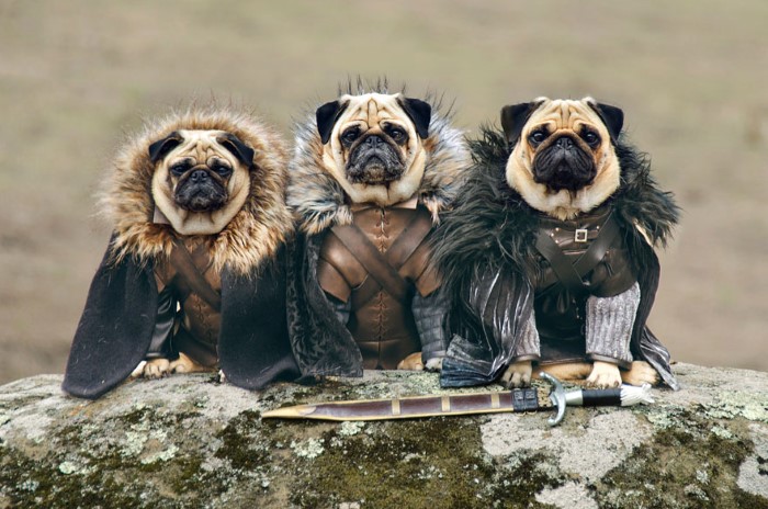 Pugs Game of Thrones (2)