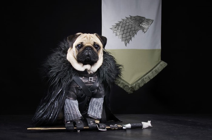 Pugs Game of Thrones (3)