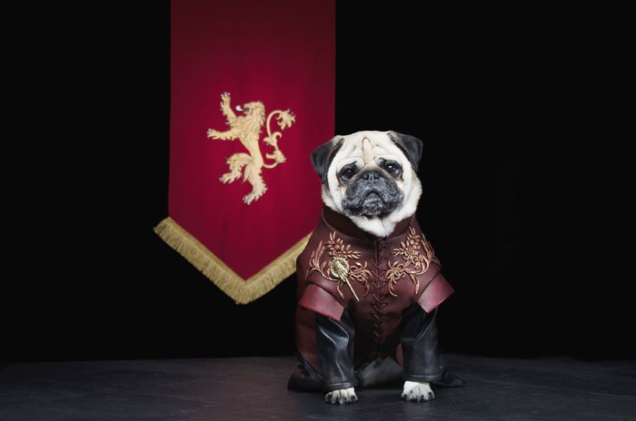 Pugs Game of Thrones (4)
