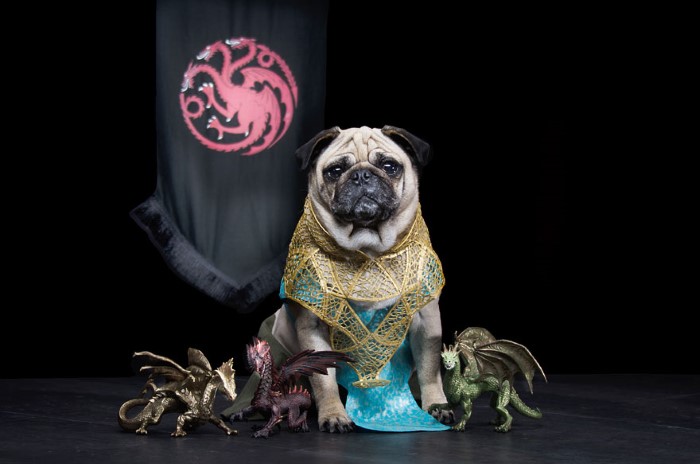 Pugs Game of Thrones (5)