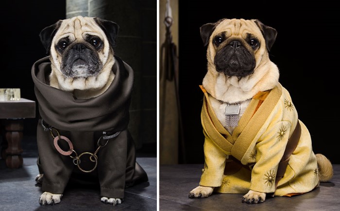 Pugs Game of Thrones (7)