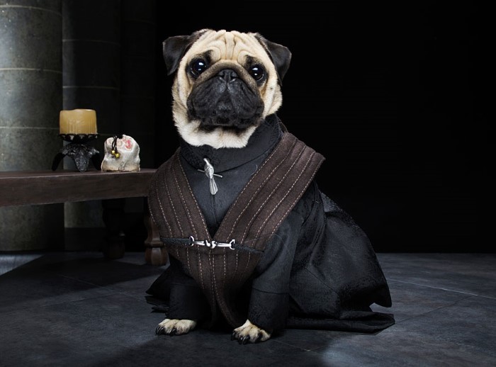 Pugs Game of Thrones (8)