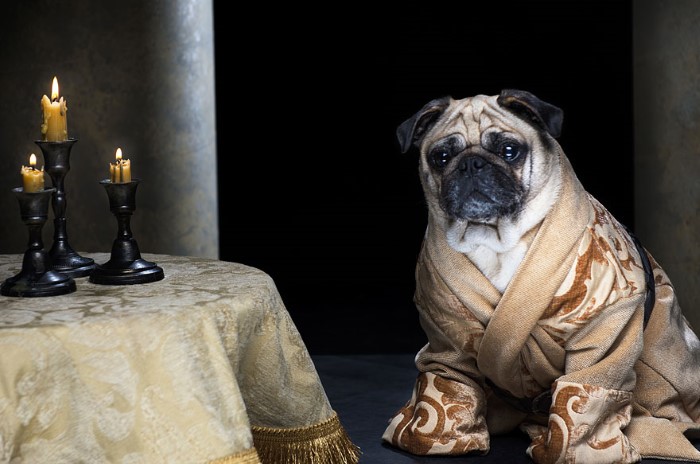 Pugs Game of Thrones (9)