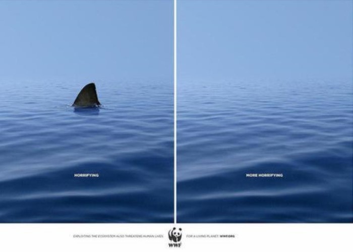 Shark Ad