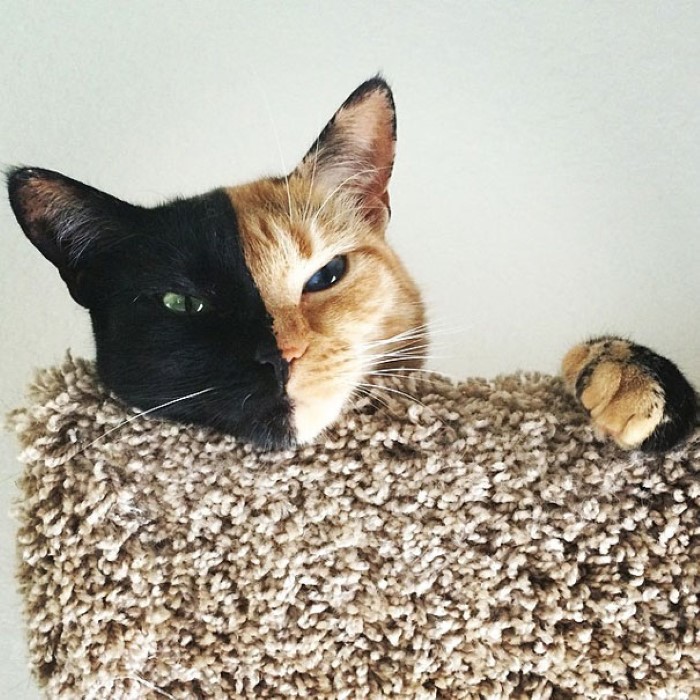Two Faced Cat (1)