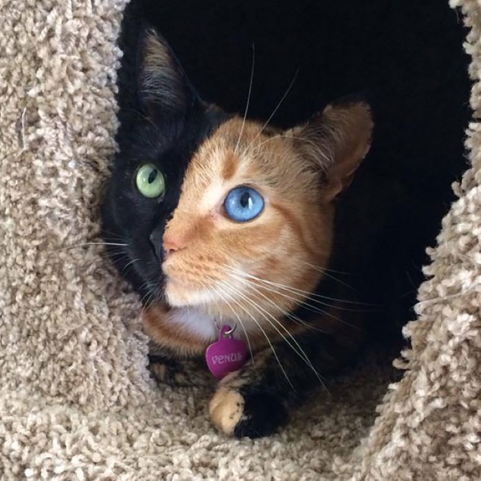 Two Faced Cat (16)
