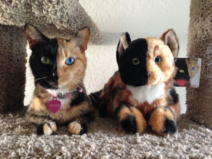 Two Faced Cat (2)