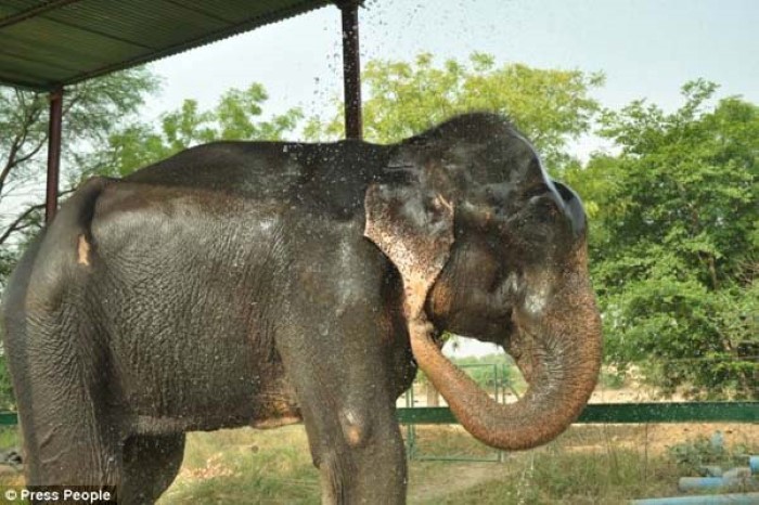 Abused Elephant (11)
