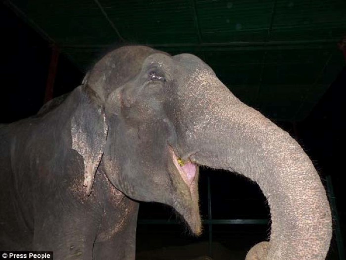 Abused Elephant (14)