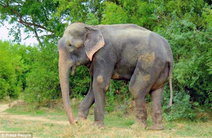 Abused Elephant (3)