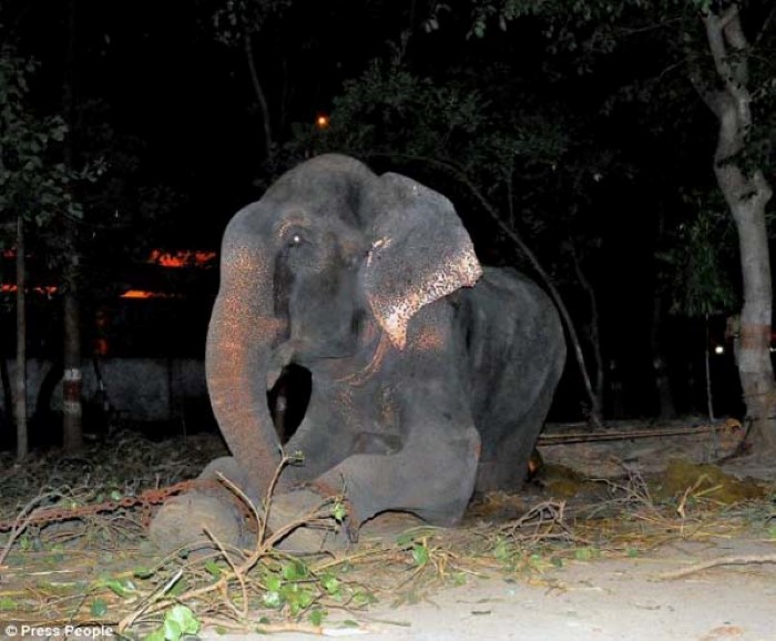 Abused Elephant (4)