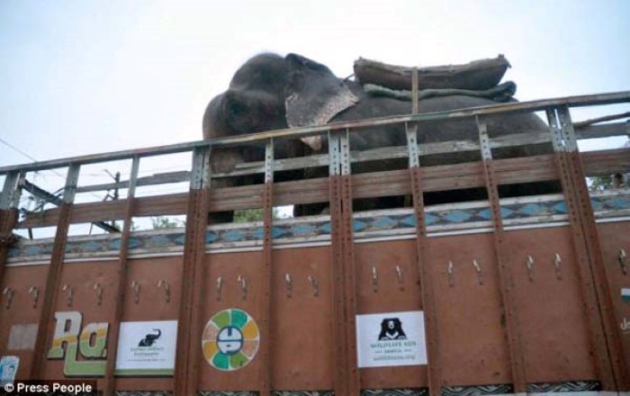 Abused Elephant (9)