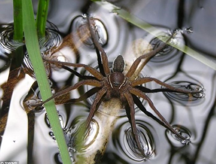 Fish Eating Spiders (3)