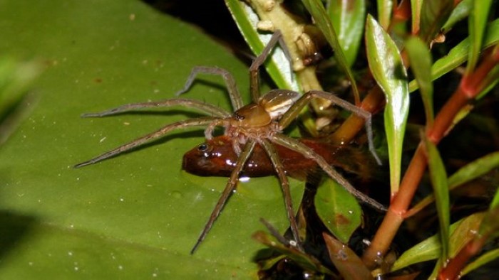 Fish Eating Spiders (4)