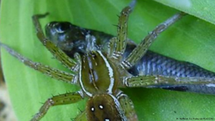 Fish Eating Spiders (6)
