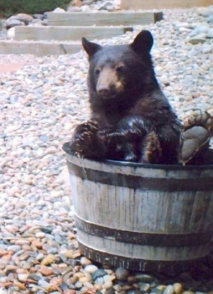 Water Barrel Bear (1)