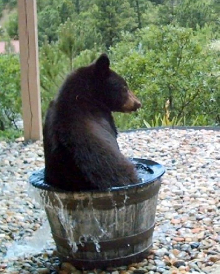Water Barrel Bear (3)