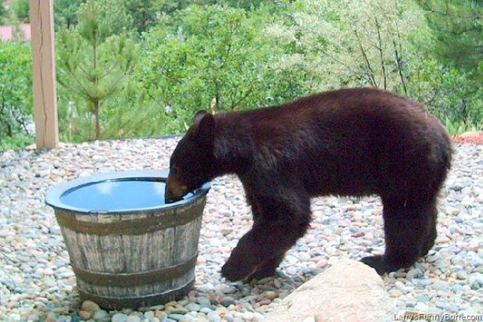Water Barrel Bear (5)