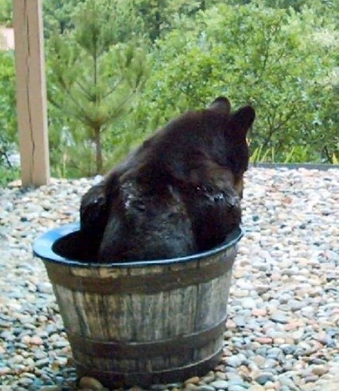 Water Barrel Bear (7)
